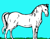 Dibuix Cavall andalús  pintat per caball blanc