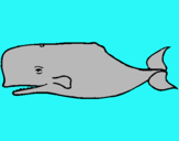 Dibuix Balena blava pintat per marc