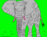 Dibuix Elefant pintat per clara kioookio