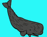 Dibuix Balena gran pintat per marc