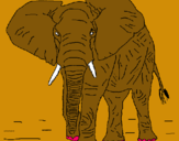 Dibuix Elefant pintat per marc