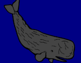 Dibuix Balena gran pintat per charlotte forterre