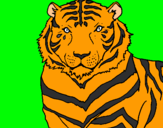 Dibuix Tigre pintat per marti   guai