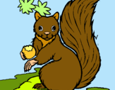 Dibuix Esquirol pintat per alexalex
