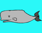 Dibuix Balena blava pintat per Laia