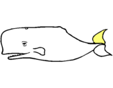 Dibuix Balena blava pintat per martí