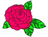 Dibuix Rosa pintat per lotte