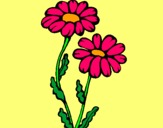 Dibuix Margarides pintat per rut flores rimbau