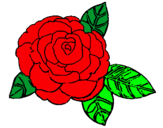 Dibuix Rosa pintat per greis morejon