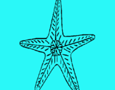 Dibuix Estrella de mar pintat per DANI