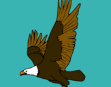 Dibuix Àguila volant  pintat per roberto