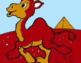 Dibuix Camell pintat per ARNAU FRANCH