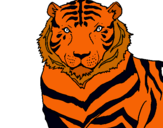 Dibuix Tigre pintat per anna