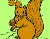 Dibuix Esquirol pintat per jordi