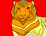 Dibuix Tigre pintat per gerard