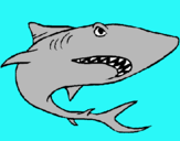 Dibuix Tiburón pintat per Clàudia