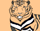 Dibuix Tigre pintat per GUILLEM