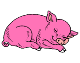 Dibuix Porc dormint pintat per GUILLEM