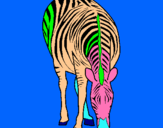 Dibuix Zebra pintat per LuciaRamos