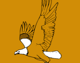 Dibuix Àguila volant  pintat per lluis