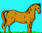 Dibuix Cavall andalús  pintat per ANIOL  BA