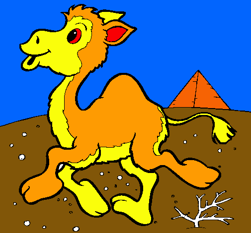 Dibuix Camell pintat per Abel Mimoun