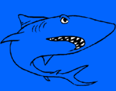 Dibuix Tiburón pintat per judith