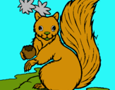 Dibuix Esquirol pintat per CARLA