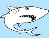 Dibuix Tiburón pintat per alex