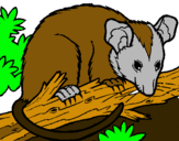 Dibuix Esquirol possum pintat per ADRIAN