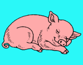 Dibuix Porc dormint pintat per anònim