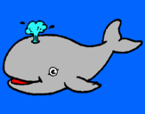 Dibuix Balena expulsant aigua pintat per Berta