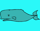 Dibuix Balena blava pintat per jonatan g.b