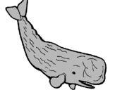 Dibuix Balena gran pintat per albertg