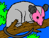 Dibuix Esquirol possum pintat per LITTLE MOUSE