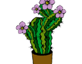 Dibuix Flors de cactus pintat per xesca