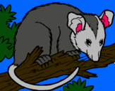 Dibuix Esquirol possum pintat per marta espina oliver
