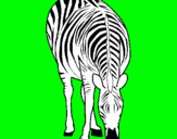 Dibuix Zebra pintat per eudald olive
