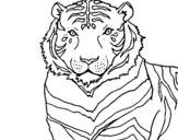 Dibuix Tigre pintat per qwertyuiopasdfghjklñ