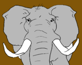 Dibuix Elefant africà pintat per arnau