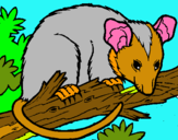 Dibuix Esquirol possum pintat per NÚRIA