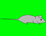 Dibuix Rata pintat per beniopa