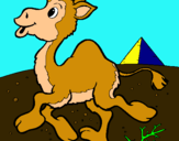Dibuix Camell pintat per anònim