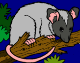 Dibuix Esquirol possum pintat per de luis