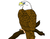 Dibuix Àguila en una branca  pintat per sayan