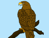 Dibuix Àguila en una branca  pintat per adria peradalta