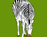 Dibuix Zebra pintat per sayan