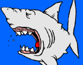 Dibuix Tiburón pintat per ada huguet verdaguer