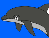Dibuix Dofí pintat per eloy lopez pol