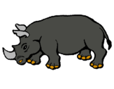 Dibuix Rinoceront pintat per pol m c